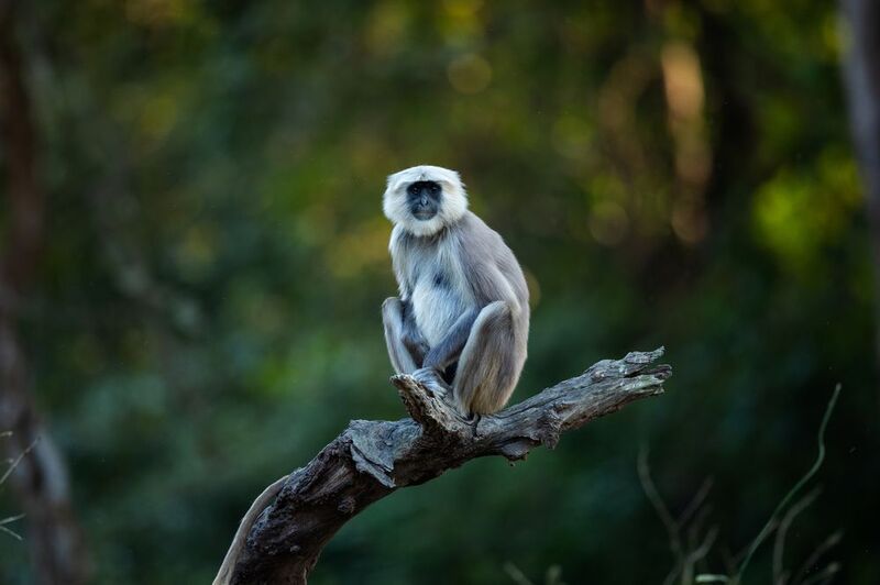 The Monk фото превью