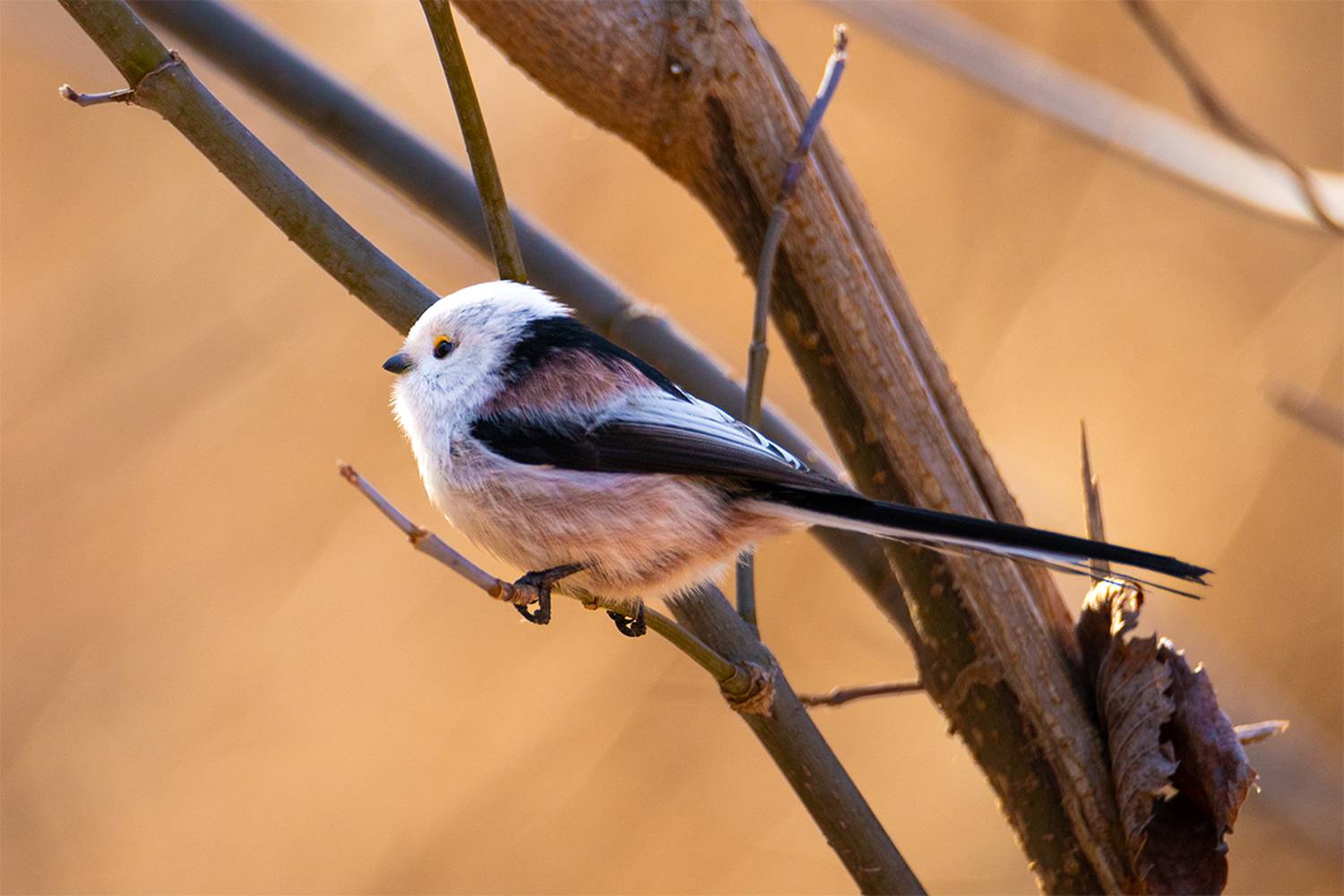 , Чудинин Дмитрий