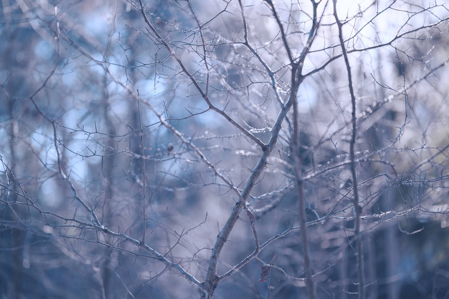 hoarfrost, ice, cold, winter, forest, branch, sunlight, sunset, evening, tree, winter, snow, morning, Андрей Козлов