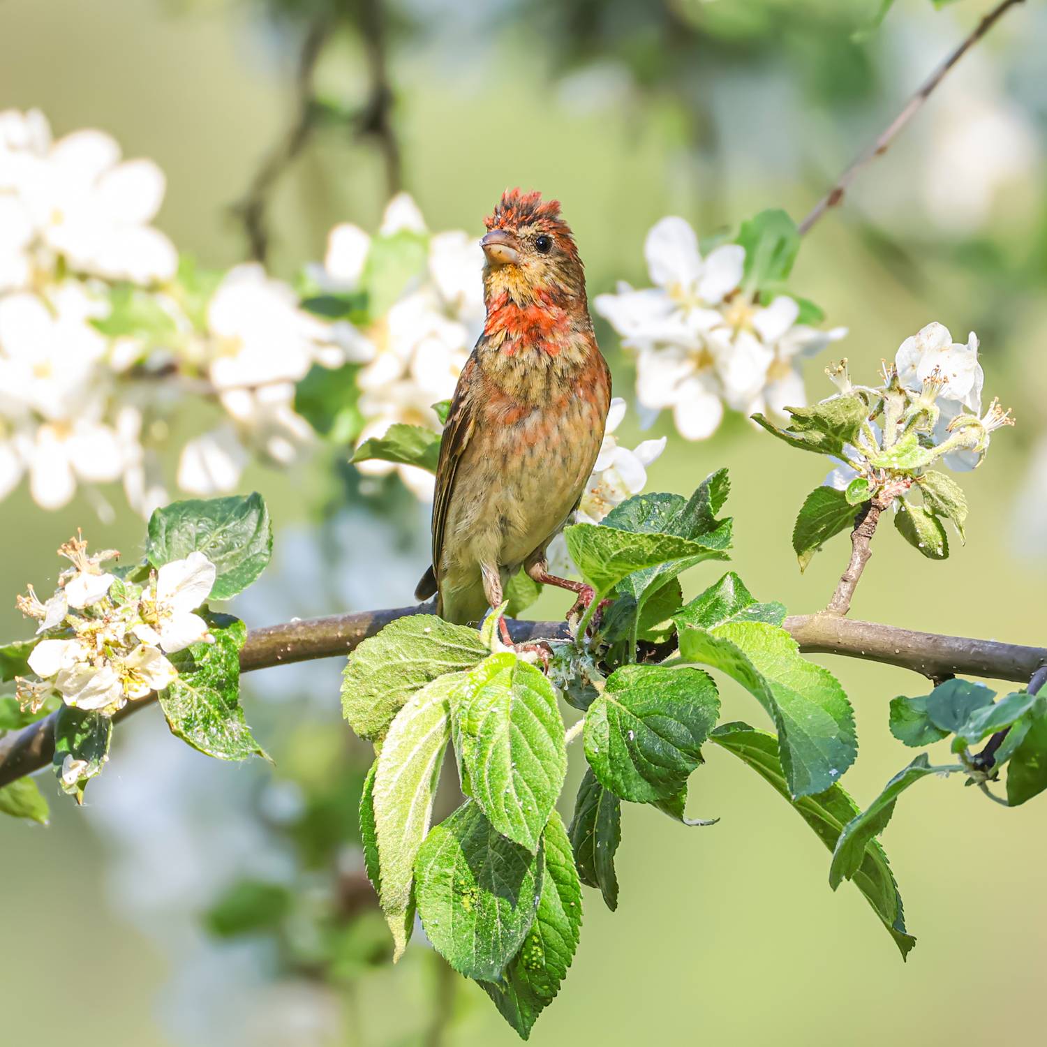 чечевица, птицы, Руслан Pl