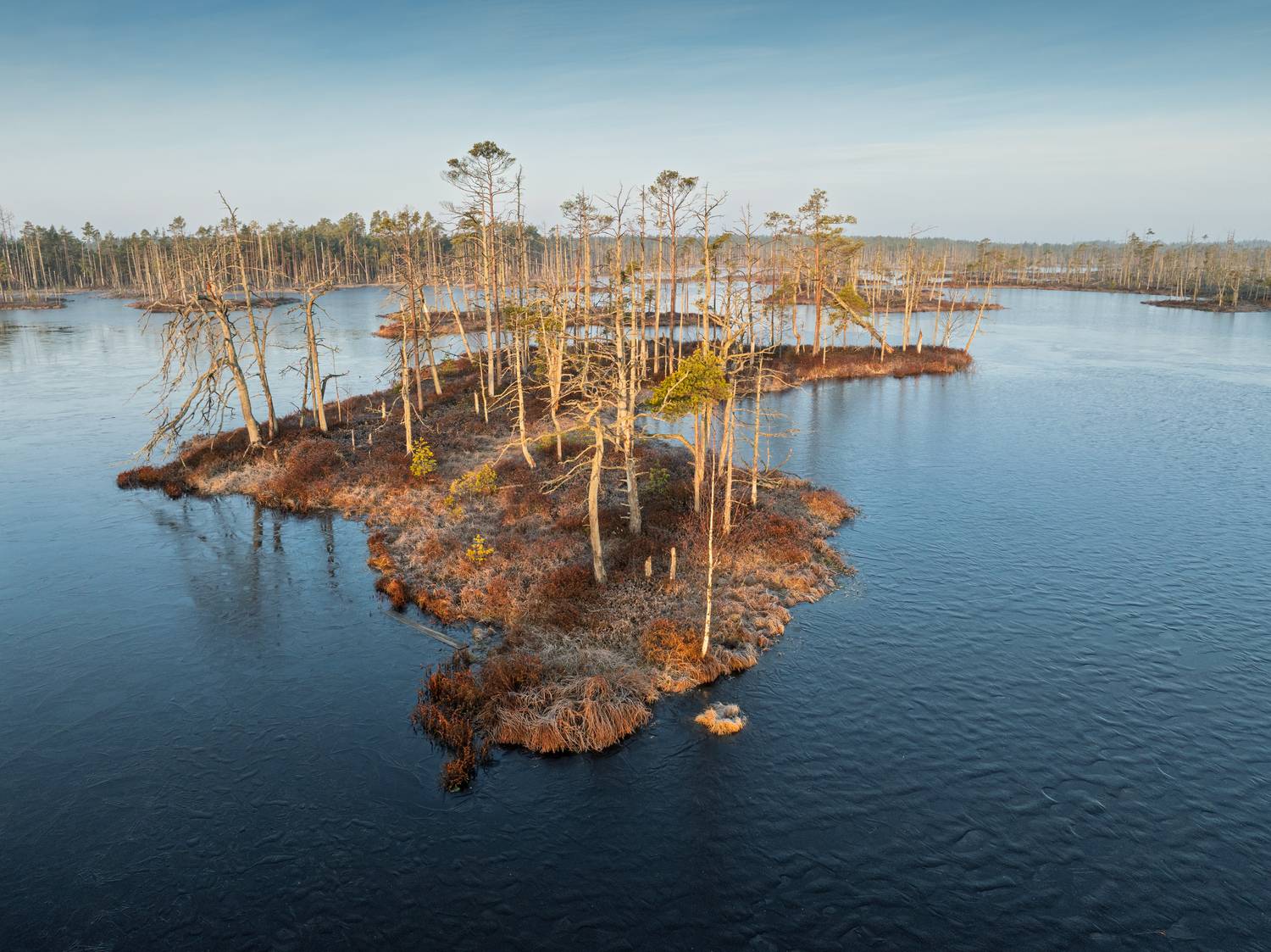 , Гордон Николай