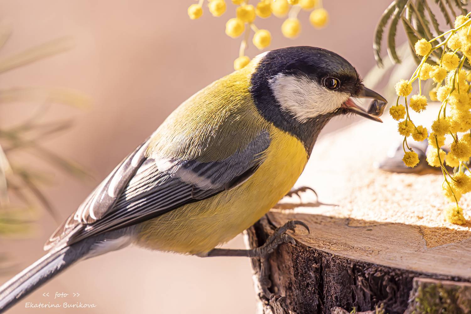 , Бурикова Екатерина