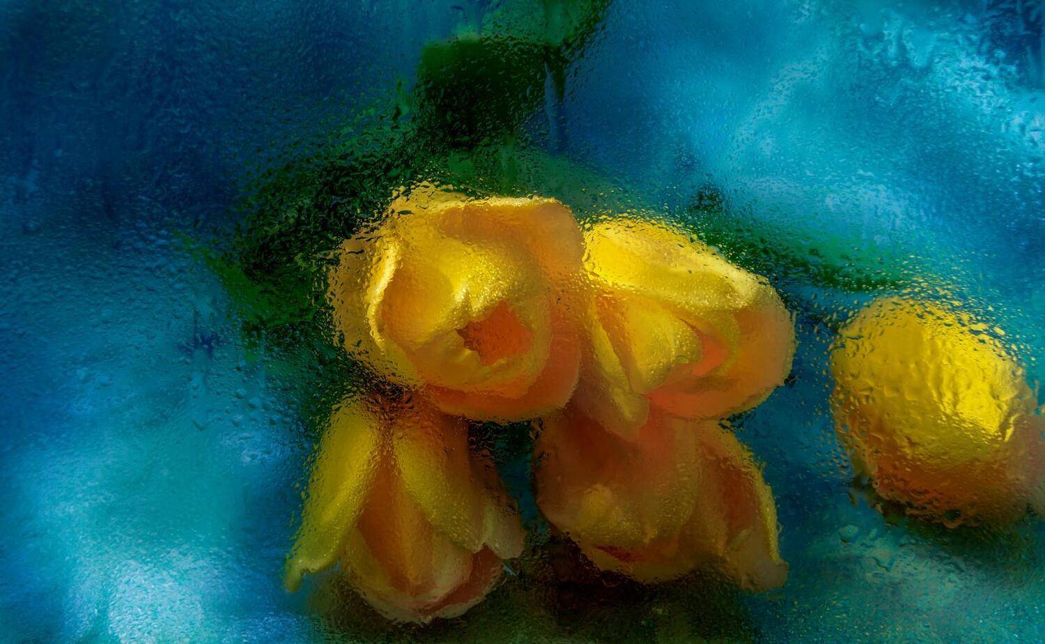 , Сушкевич Светлана