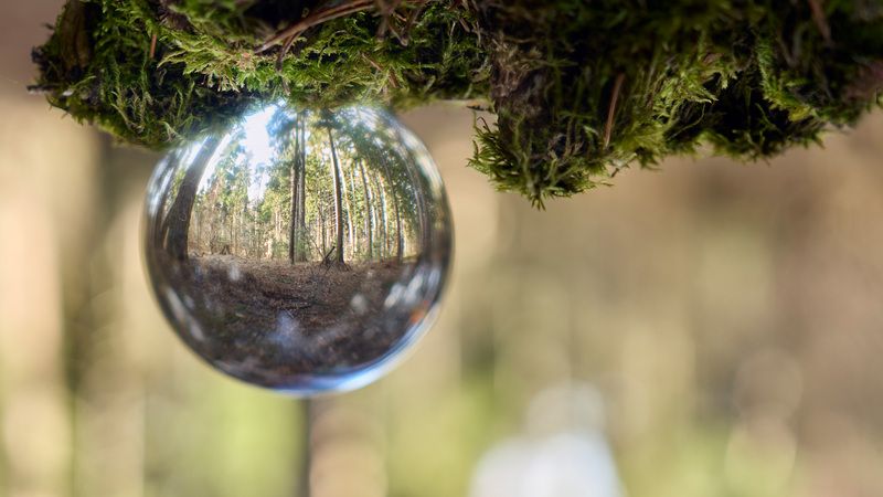 лес Лес в стеклянном шаре фото превью