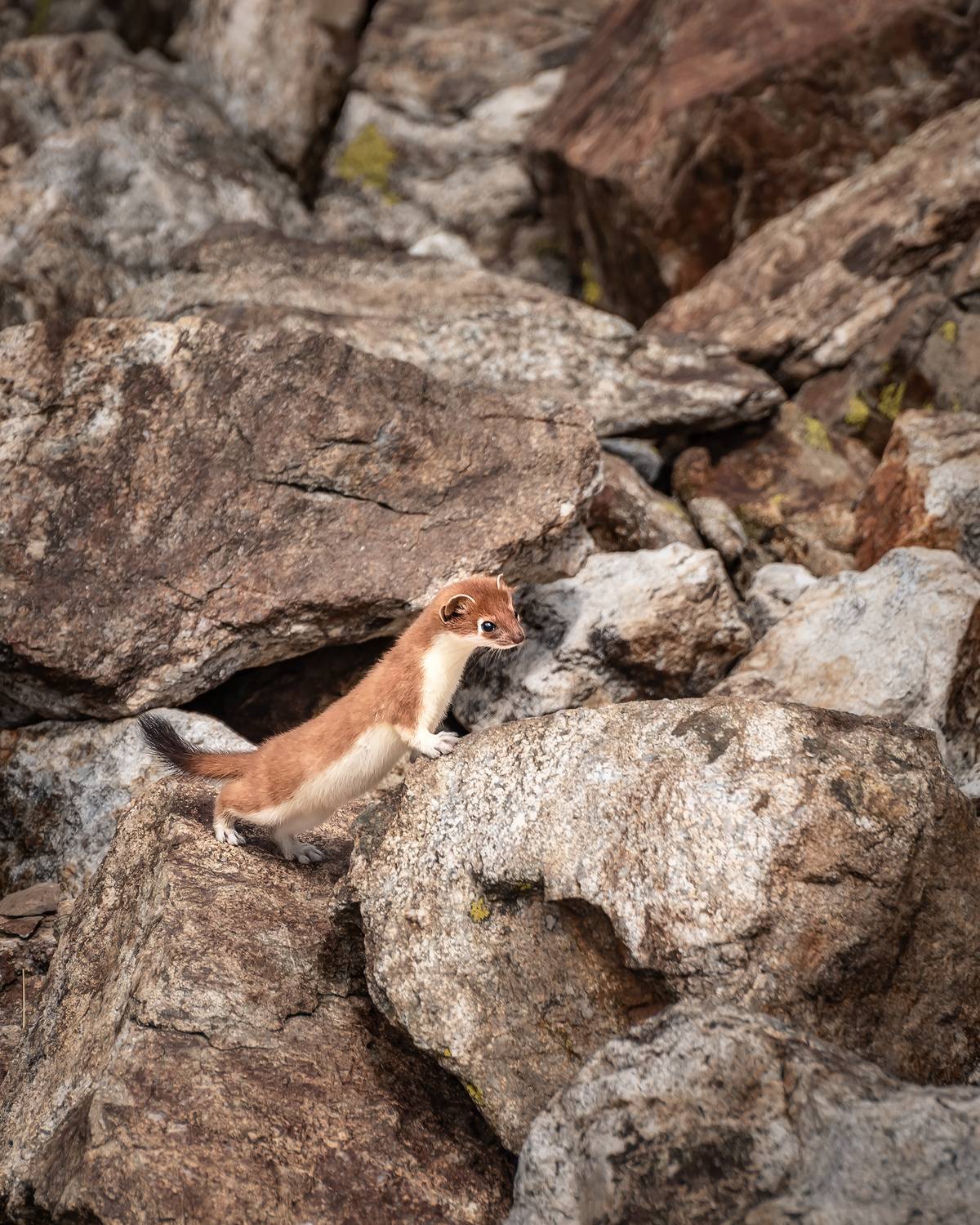 кавказ, карачаево-черкесия, горы,  горностай, ласка, фауна, животные, архыз, Zakharov Armen