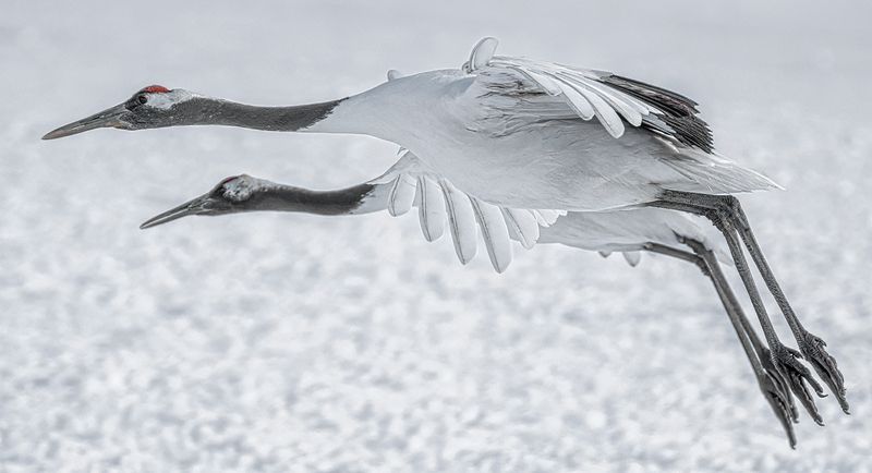 Synchronized flight фото превью