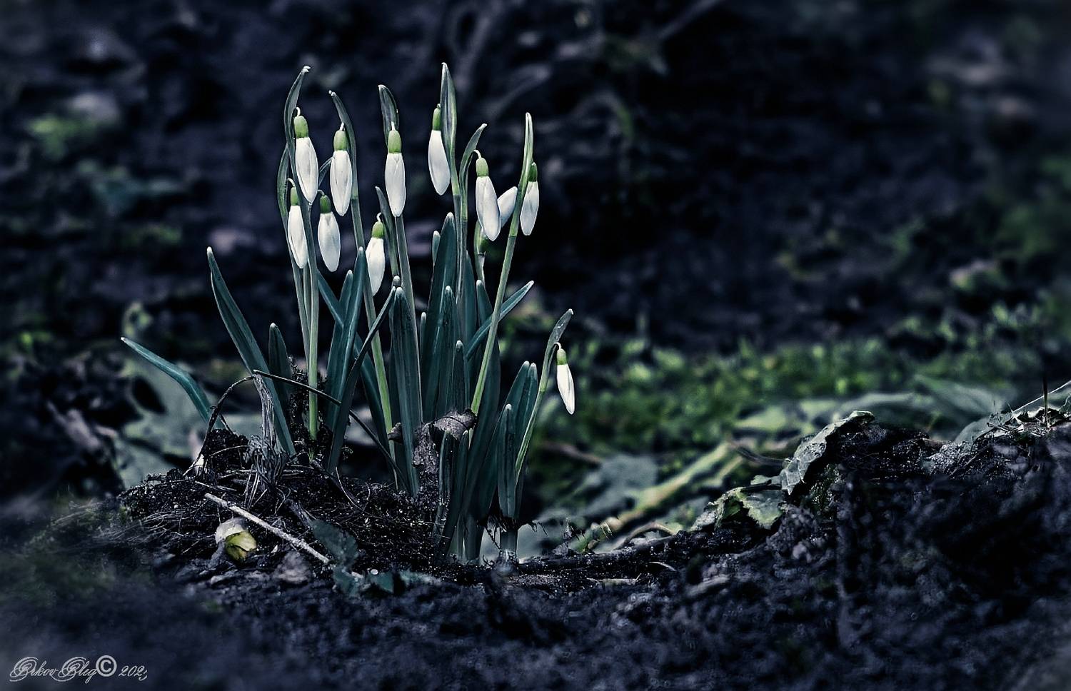 , Орлов Олег