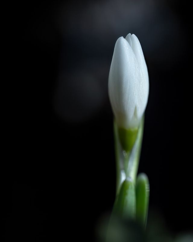 макро, природа, цветы, подснежник, canon Первый подснежник фото превью