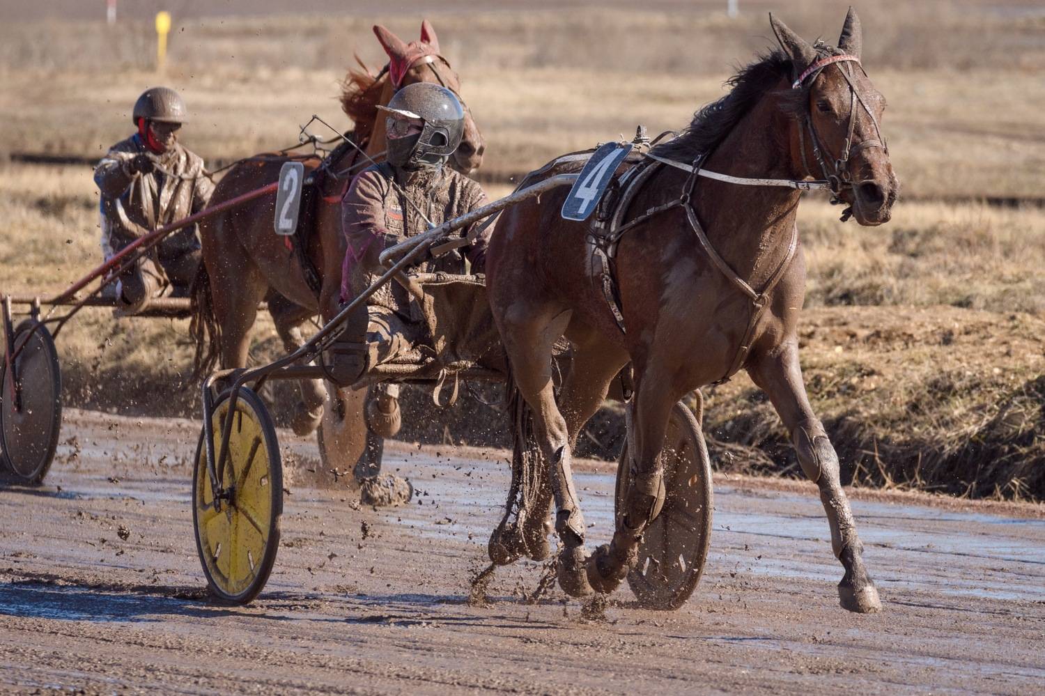 рысистые, бега, ипподром, кони, лошади, Сергей Студнев
