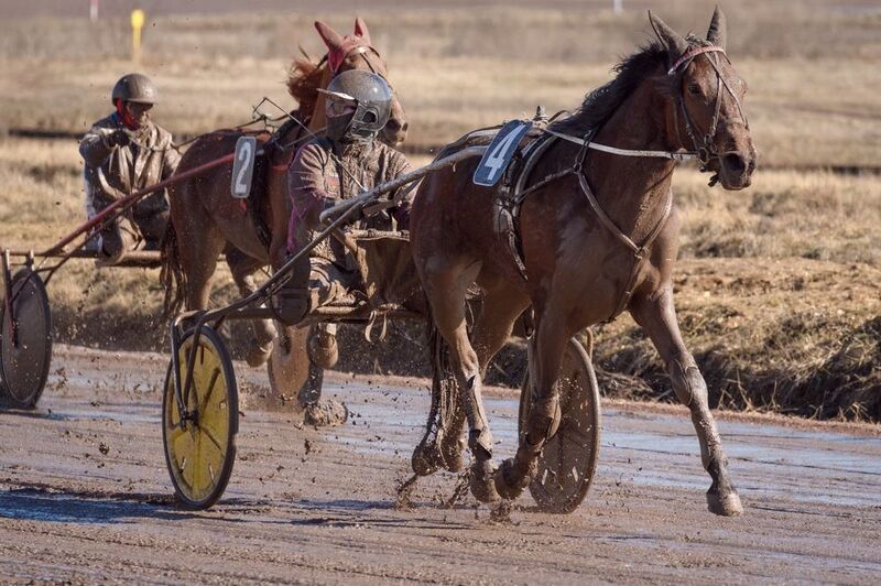 рысистые, бега, ипподром, кони, лошади Грязи бояться - в бегах не участвовать фото превью