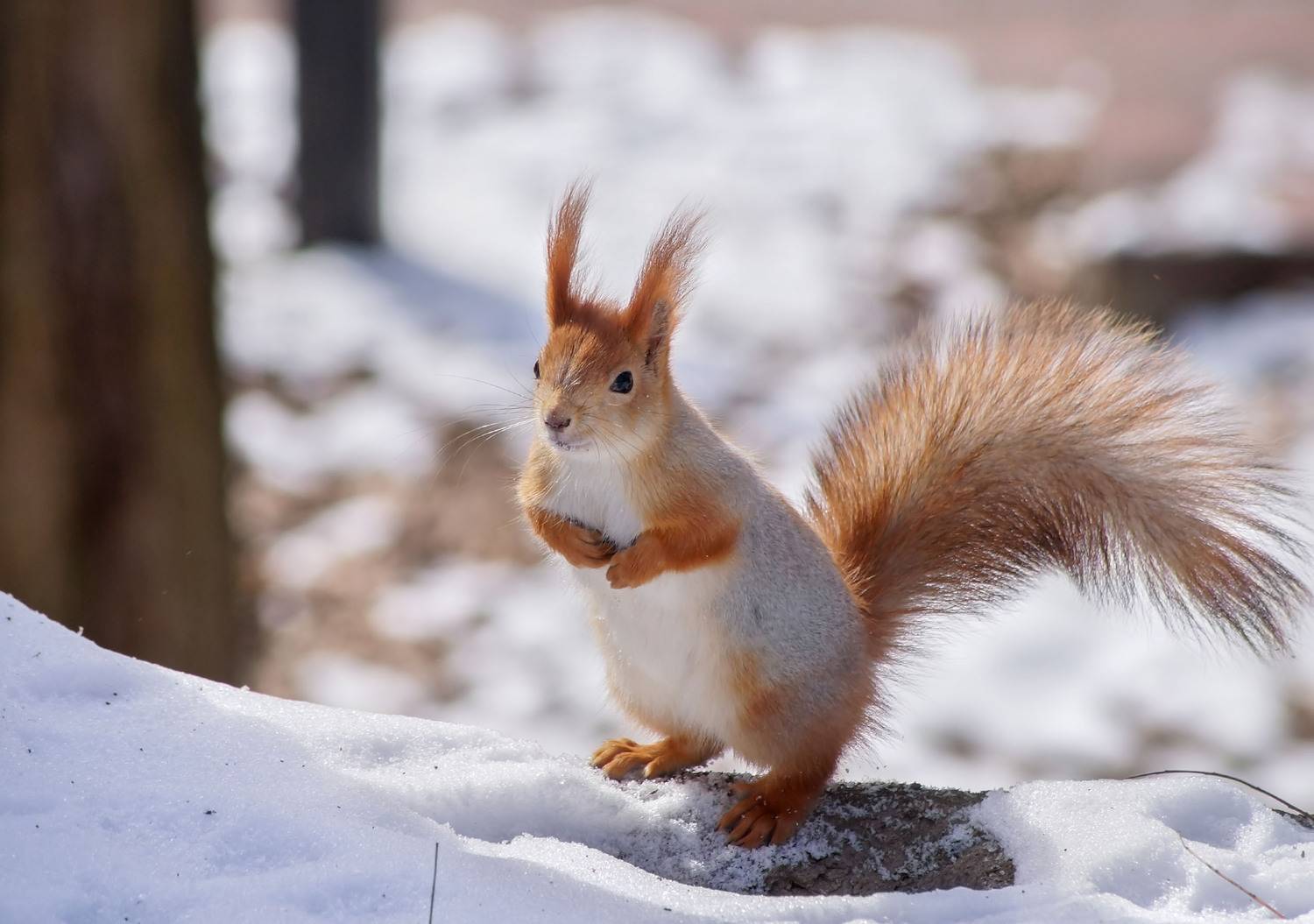 Белка, Чепленко Алексей