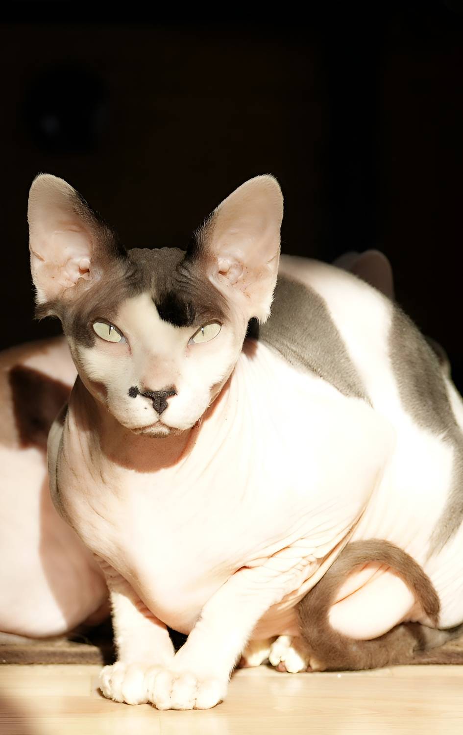 Сфинкс , Igor Lukin