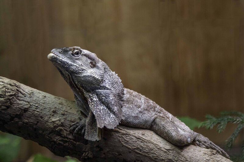 Frilled lizard фото превью
