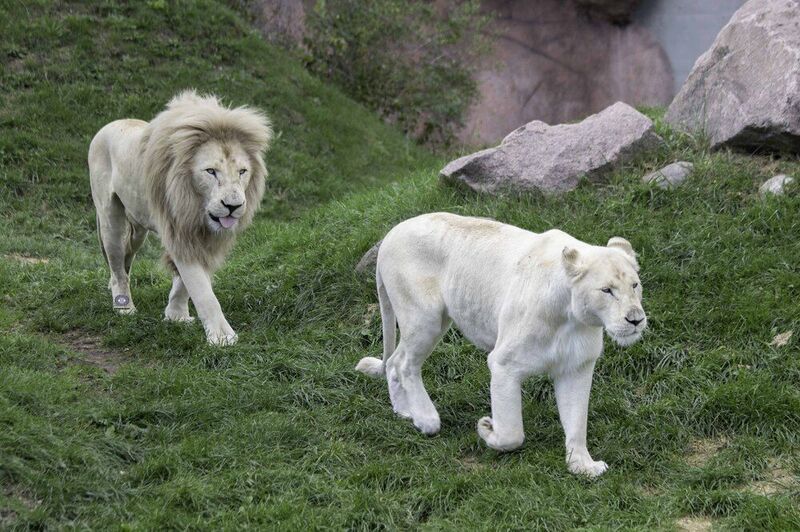 White lion фото превью