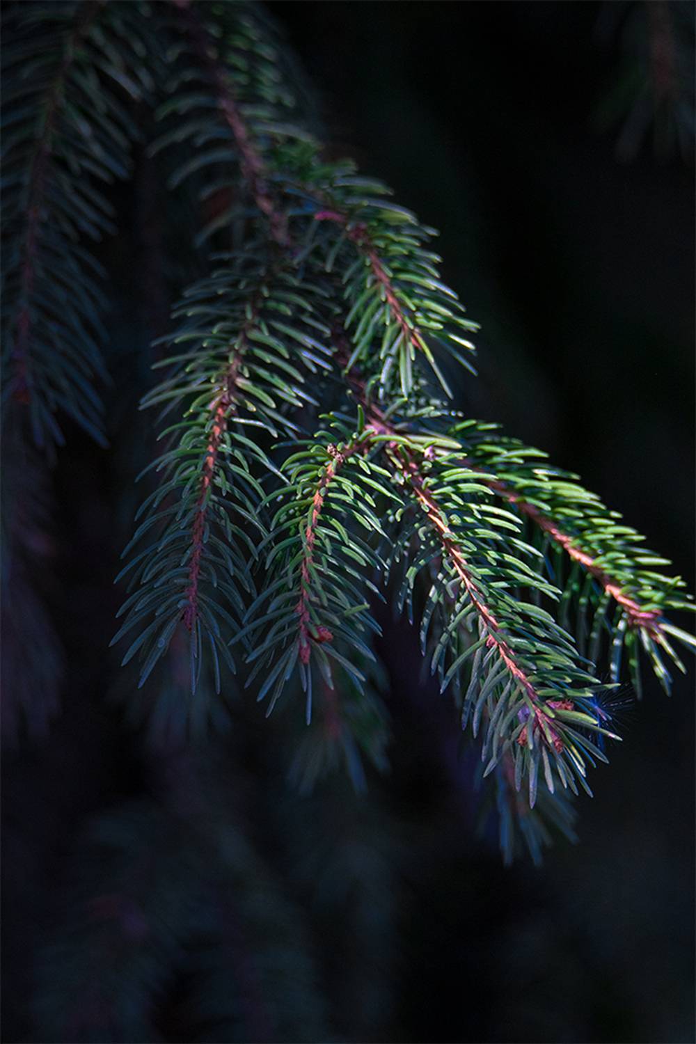 , Чудинин Дмитрий