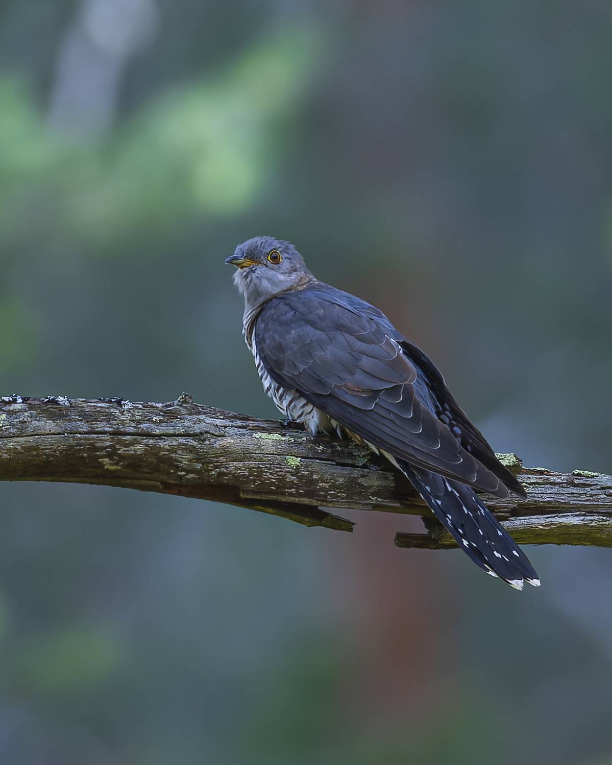 кукушка, Руслан Pl