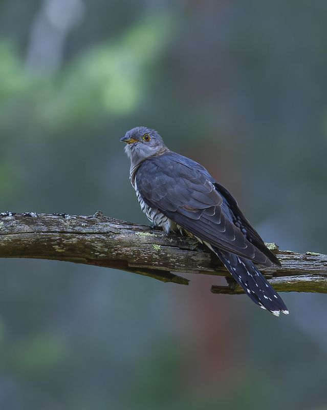кукушка Лесная гадалка фото превью
