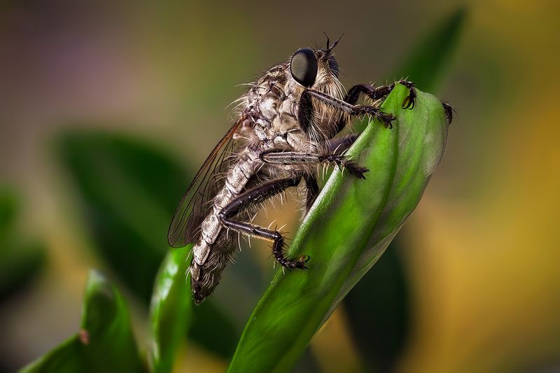 Ктырь фото превью