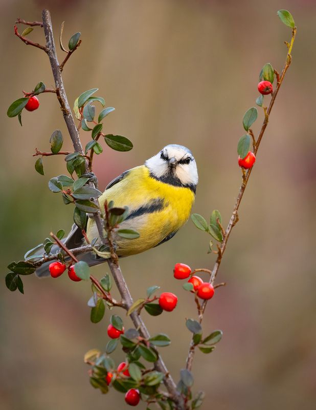 Titmouse фото превью