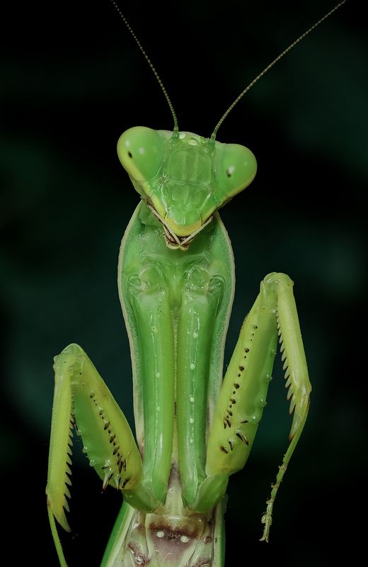 Портрет Mantis religiosa фото превью