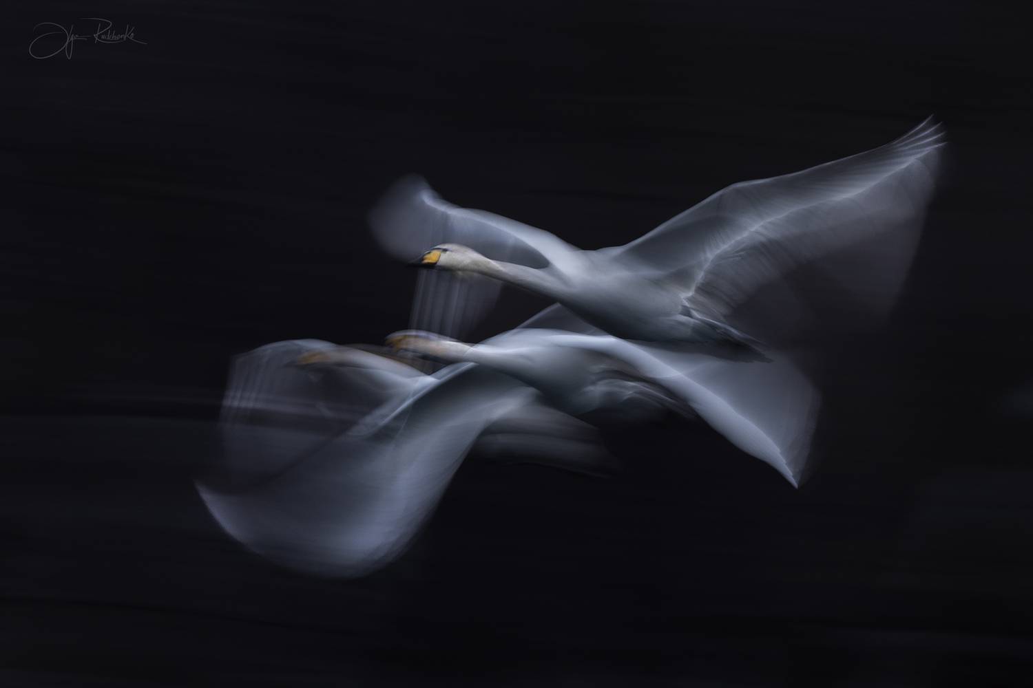 алтай, лебеди, алтайский край, абстракция, Рудченко Ольга