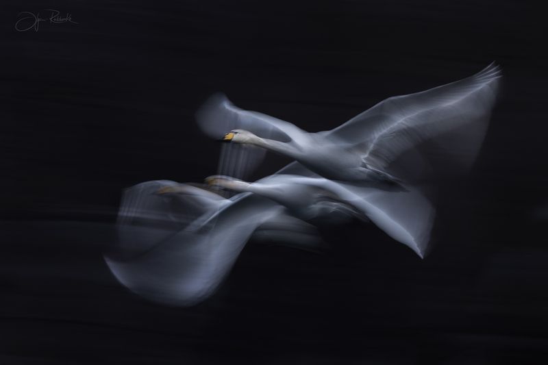 алтай, лебеди, алтайский край, абстракция Миражи фото превью