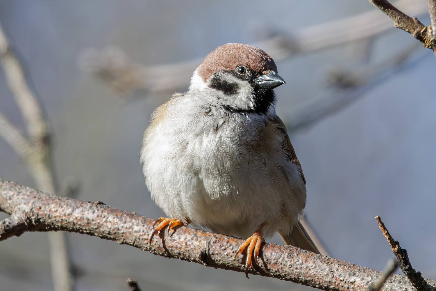 , Морозов Сергей