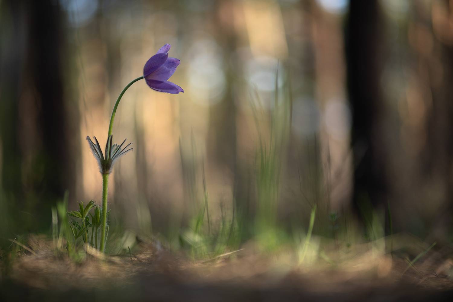 сон трава, россия, весна, апрель, воронеж, красота, nikon d 850, гелиос-40-2 1,5/85 никон, Мещеряков Геннадий