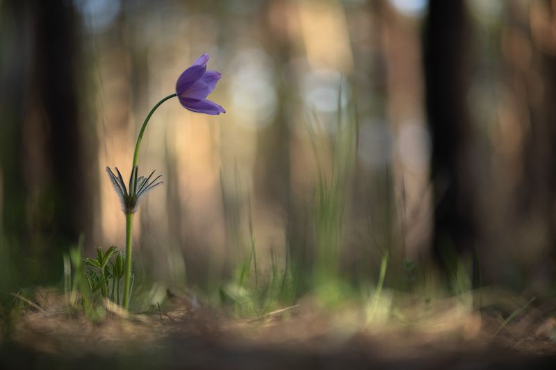 сон трава, россия, весна, апрель, воронеж, красота, nikon d 850, гелиос-40-2 1,5/85 никон Один сон... фото превью
