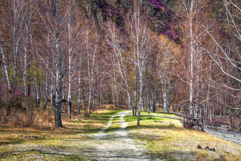 Весенний Алтай.  фото превью