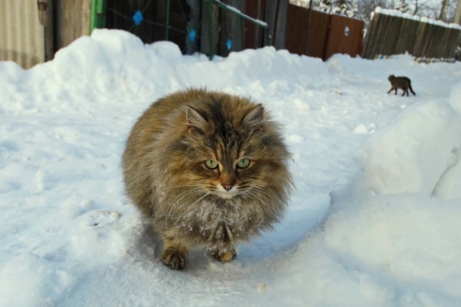 зима, снег, кот, лучеса, пушистый, Виктор Гурков