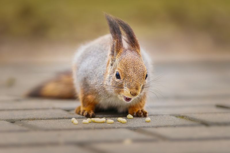 Белка фото превью
