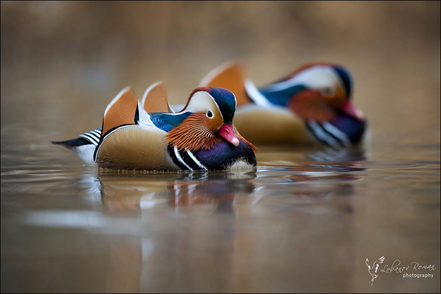 , Лобанов Роман