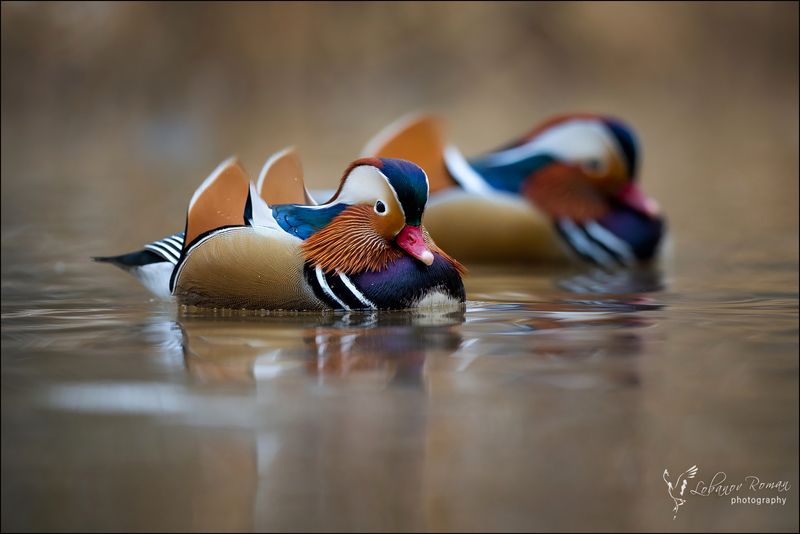 * * * фото превью