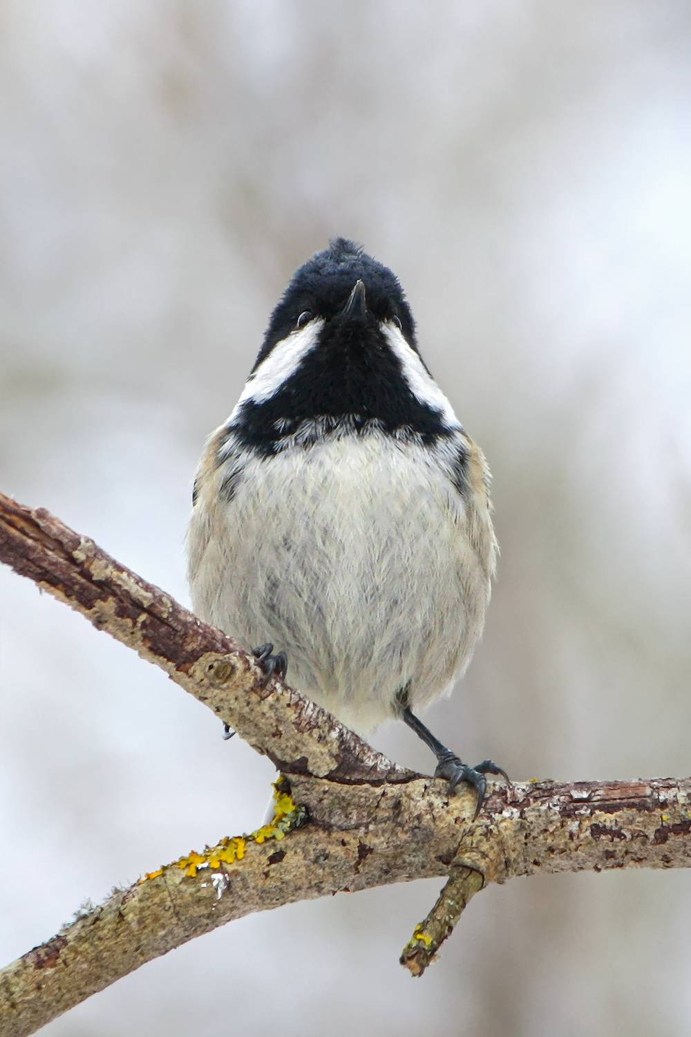 синица, буроголовая гаичка, пухляк, poecile montanus, КарОл