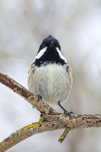 Гордый Пухляк