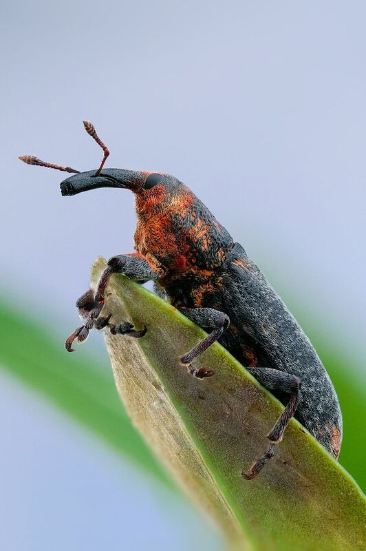 Долгоносик фото превью