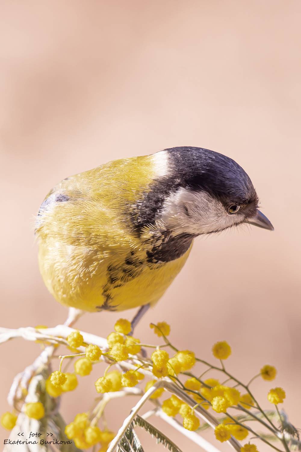 , Бурикова Екатерина