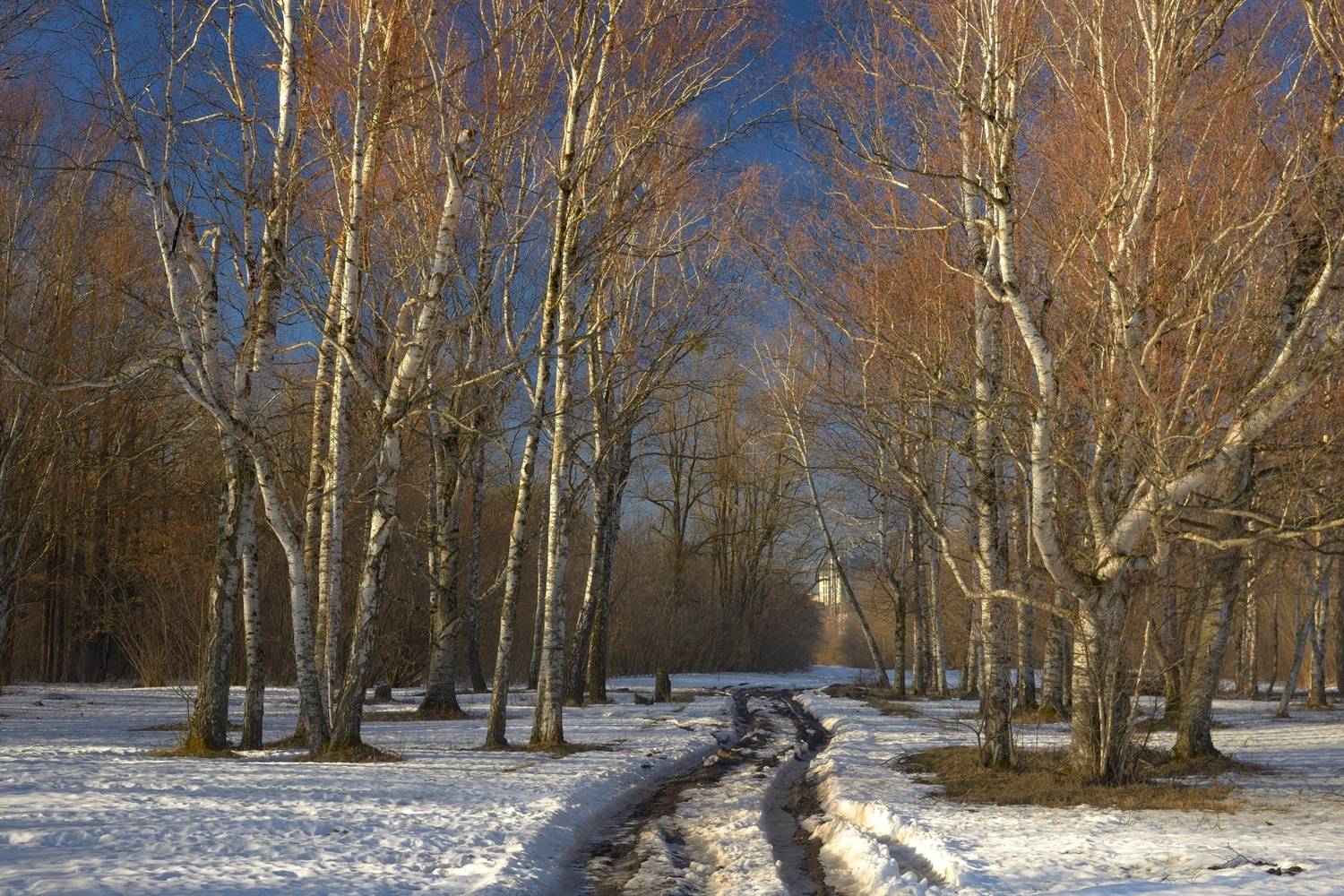 весна утро лес, Александр Жарников