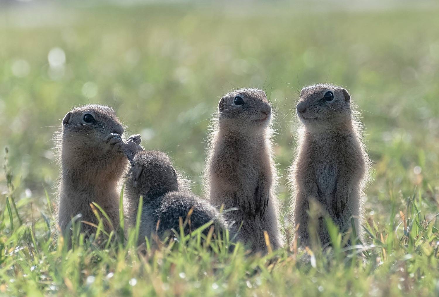 животный, животный мир, суслики, сибирь, лето, красноярск, Фомина Марина