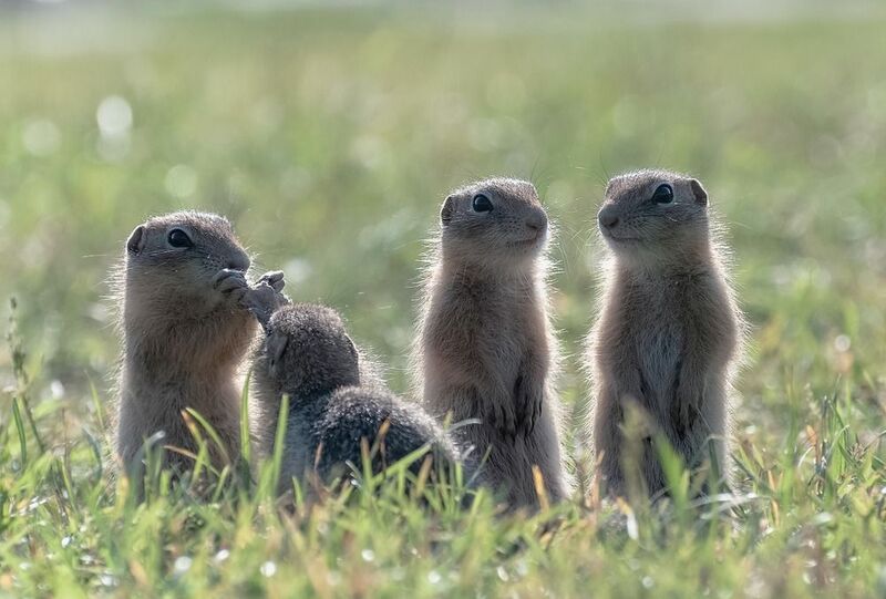 животный, животный мир, суслики, сибирь, лето, красноярск Дружная команда фото превью