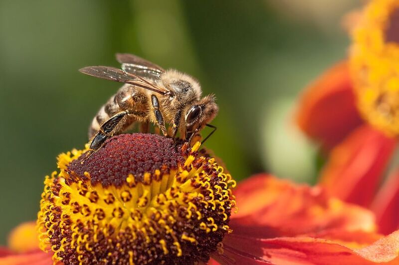 *** фото превью