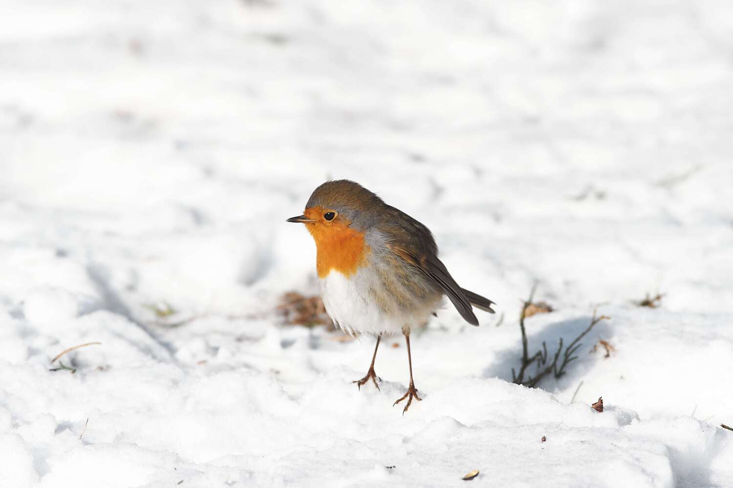 bird, birds, volgograd, russia, wildlife, , Павел Сторчилов