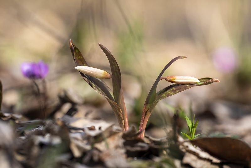 Размолвка... а ведь только познакомились. фото превью