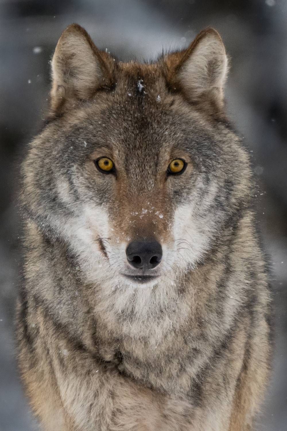 Волк, зверь, хищник, Степанова Татьяна