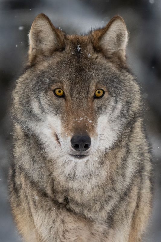 Волк, зверь, хищник Серый фото превью