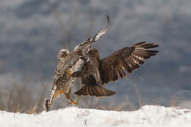 Канюк - Lens and Feathers фото превью