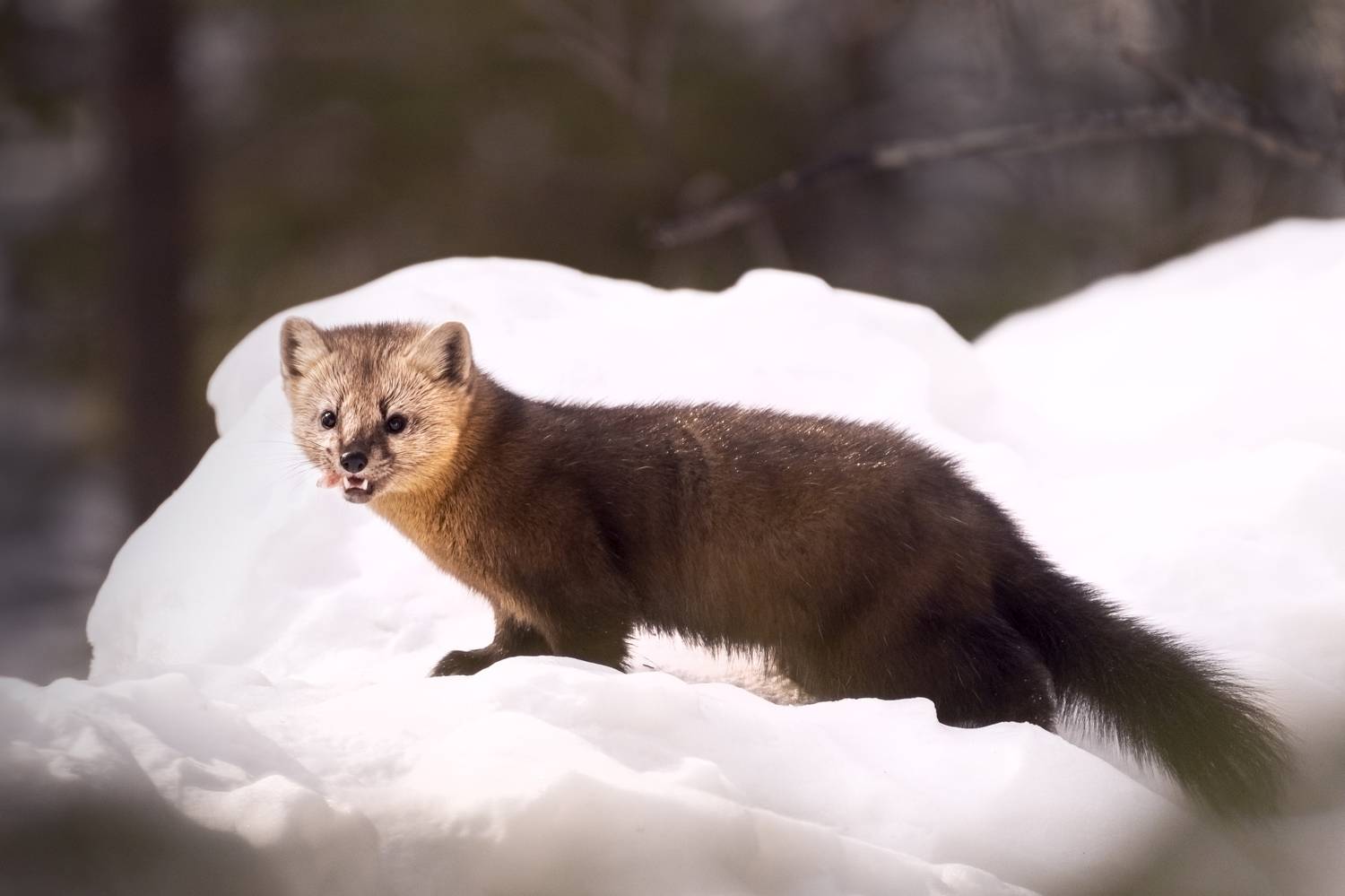соболь, красноярский края, красноярские столбы, Андреева Светлана
