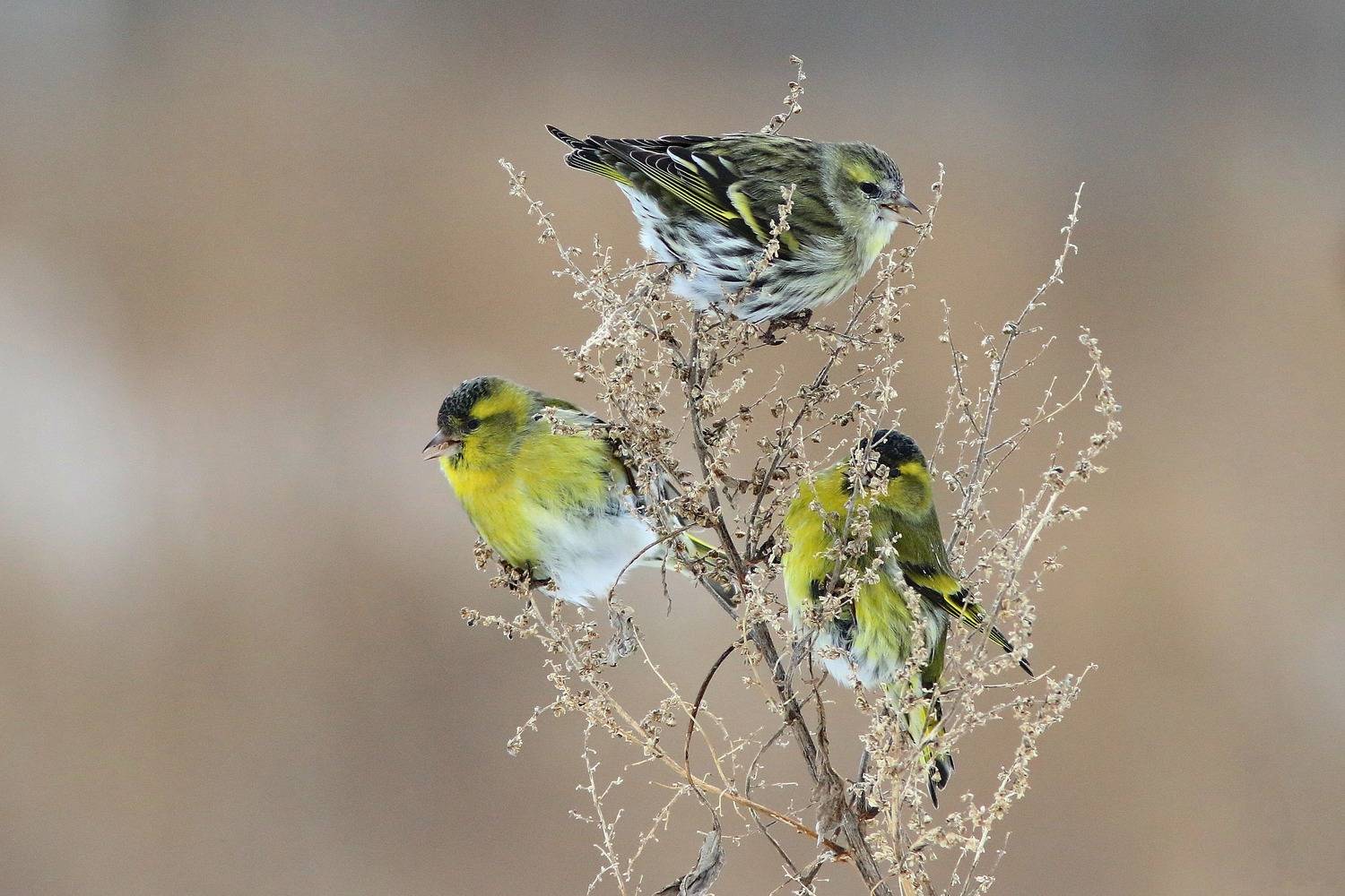 , Евгений Софронов