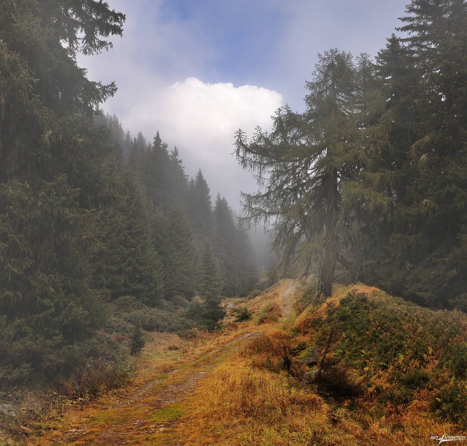 swiss, Матвеев Николай